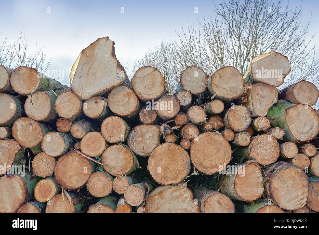 Tree logs stacked up ready to be turned into useable wood. Pile of cut