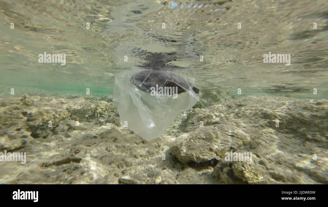 Dead Parrotfish drifting in plastic bag under surface of water in the coastal area. Discarded transparent plastic bag swims with died fish inside floa Stock Photo