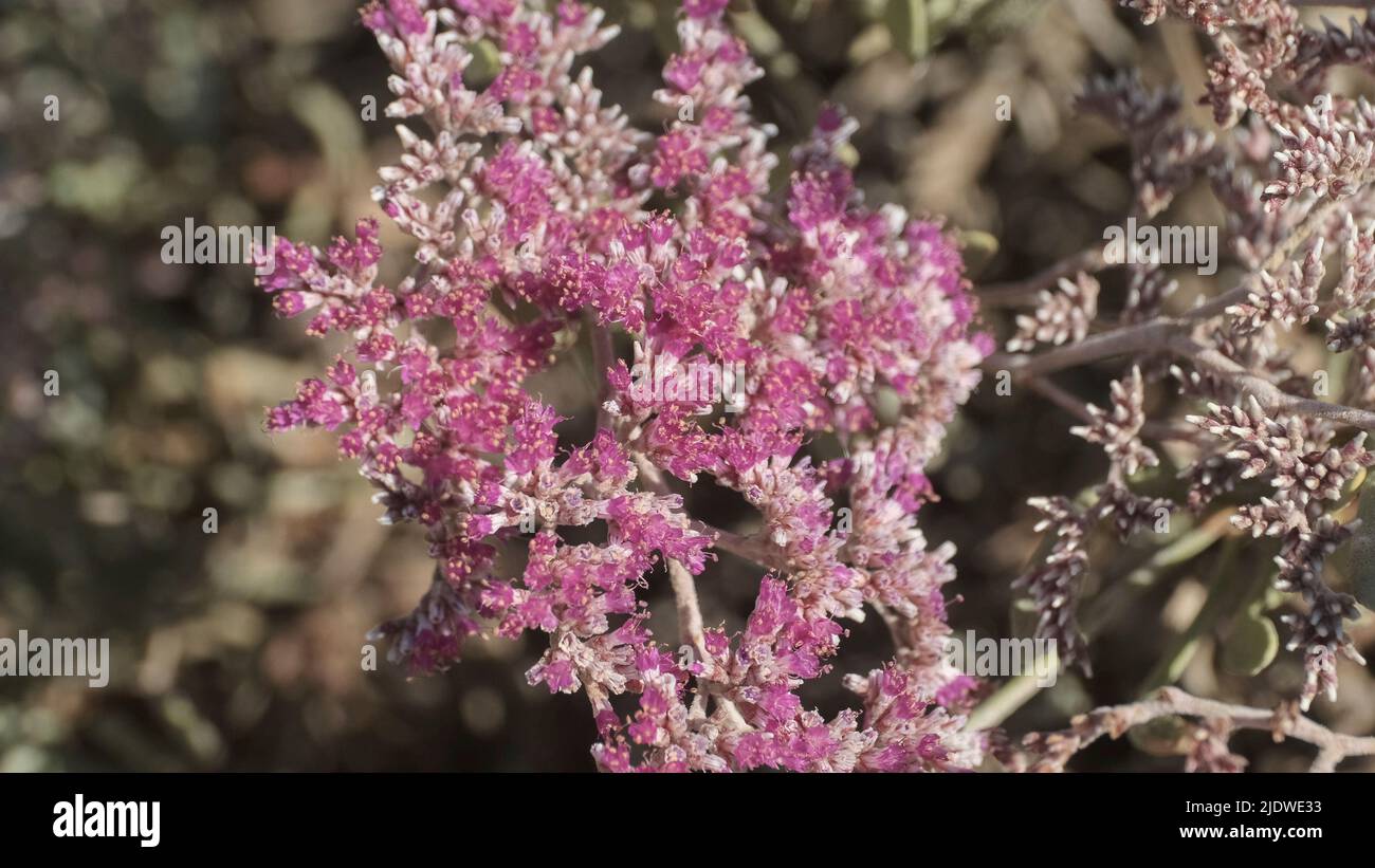 Close-up, Pink flowers of Tetraena fontanesii (Zygophyllum fontanesii) in a sandy desert in Egypt, Africa Stock Photo