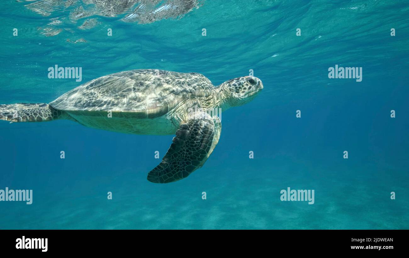 Big Sea Turtle swim under surface of the. Green sea turtle (Chelonia mydas). Underwater shot. Red Sea, Egypt Stock Photo