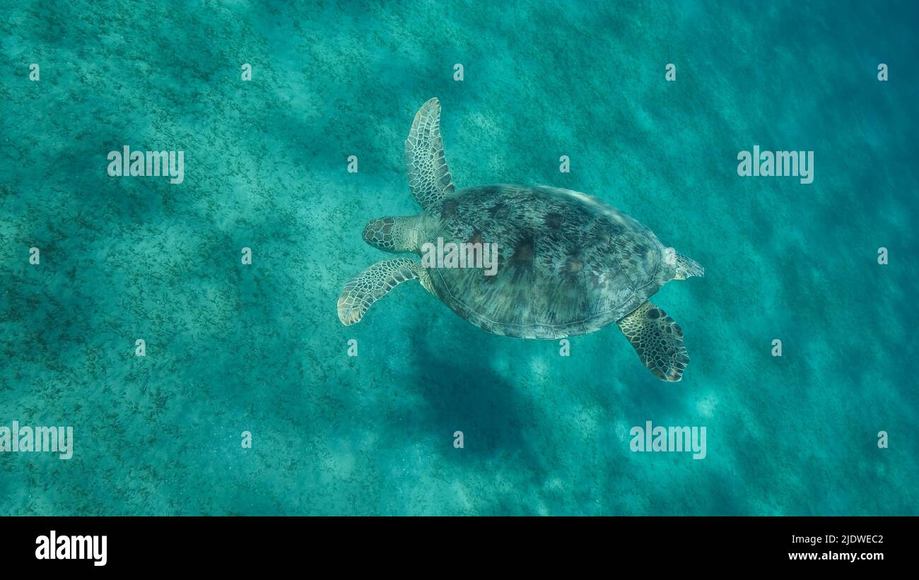 Sea turtle dives to the deep on sandy bottom covered with green sea grass. Green sea turtle (Chelonia mydas) Close up, Underwater shot. Red sea, Egypt Stock Photo
