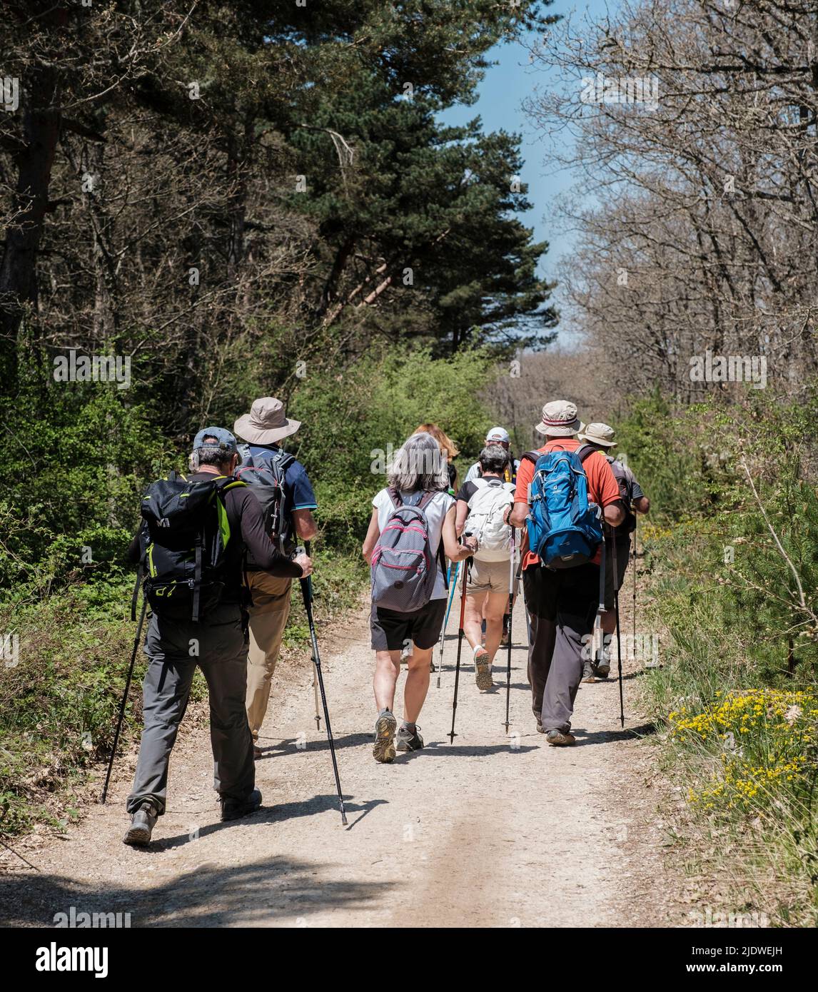 Spain, Camino de Santiago. Hikers  on the Camino in the Oca Mountains en route to San Juan de Ortega. Stock Photo