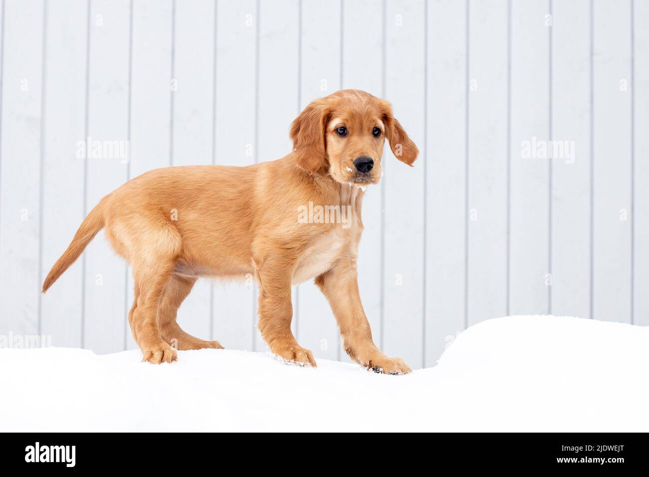 Puppy in the snow Stock Photo