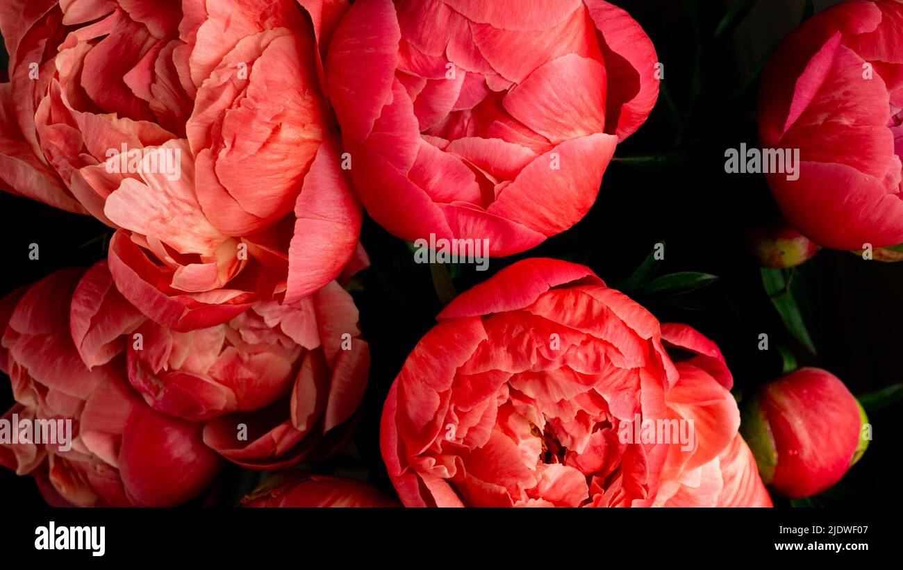 Vibrant pink peony flowers in full bloom Stock Photo - Alamy