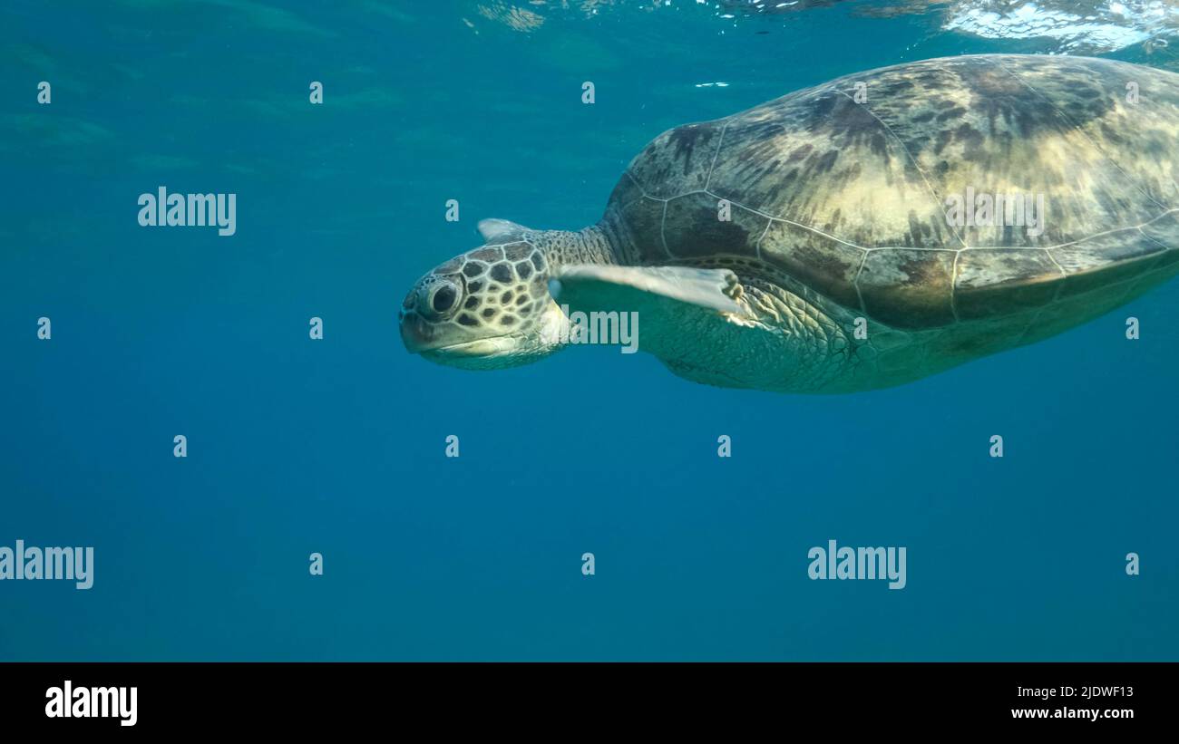 Big Sea Turtle swim under surface of the. Green sea turtle (Chelonia mydas). Underwater shot. Red Sea, Egypt Stock Photo