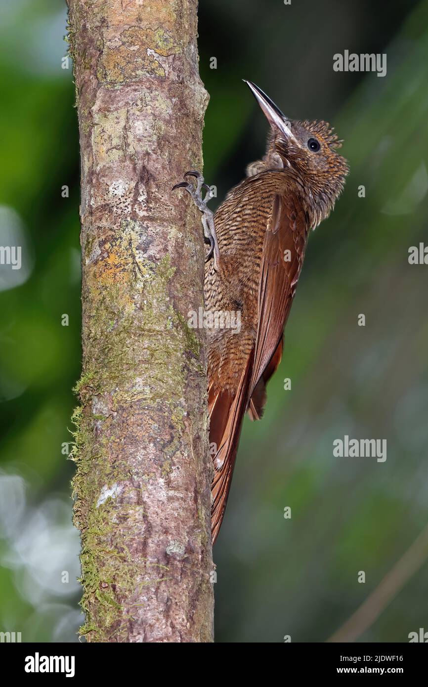 Western Barred Woodcreeper (Dendrocolaptes sanctithomae hesperius) adult clinging to tree trunk Osa Peninsula, Costa Rica            March Stock Photo