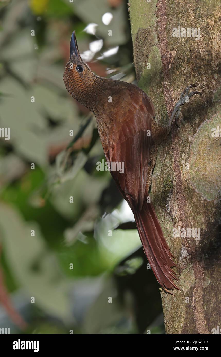 Western Barred Woodcreeper (Dendrocolaptes sanctithomae hesperius) adult clinging to tree trunk Osa Peninsula, Costa Rica            March Stock Photo