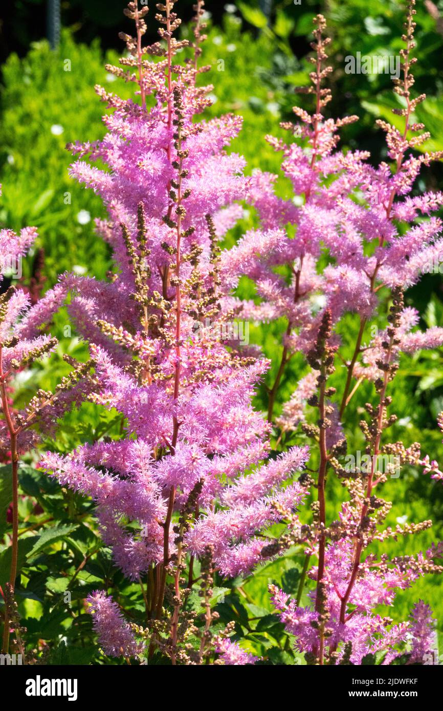 Astilbe plant garden, Astilbe 'Amethyst', Plant, Garden, Pink Astilbes Early summer hardy perennials Stock Photo