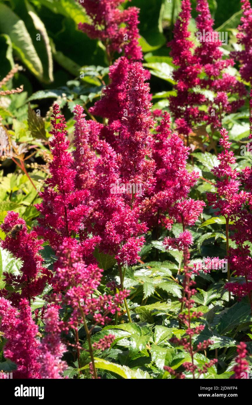 Astilbe arendsii, Red, Astilbe 'Etna', Hardy, Astilbes, Flowers, Perennials, Plants Stock Photo