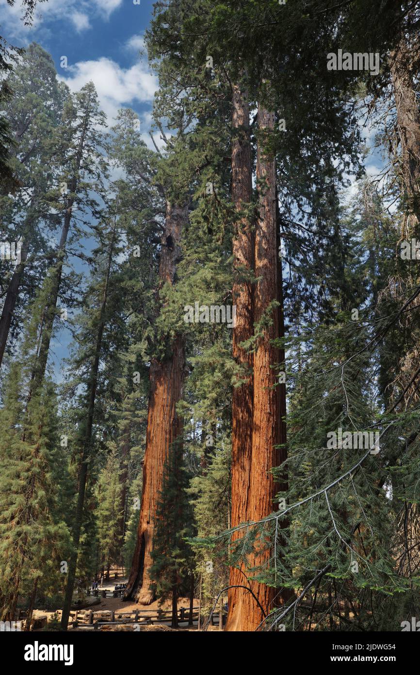 Full grown Giant Sequoia Trees on the Sherman Trail in Sequoia National Park, California, USA Stock Photo