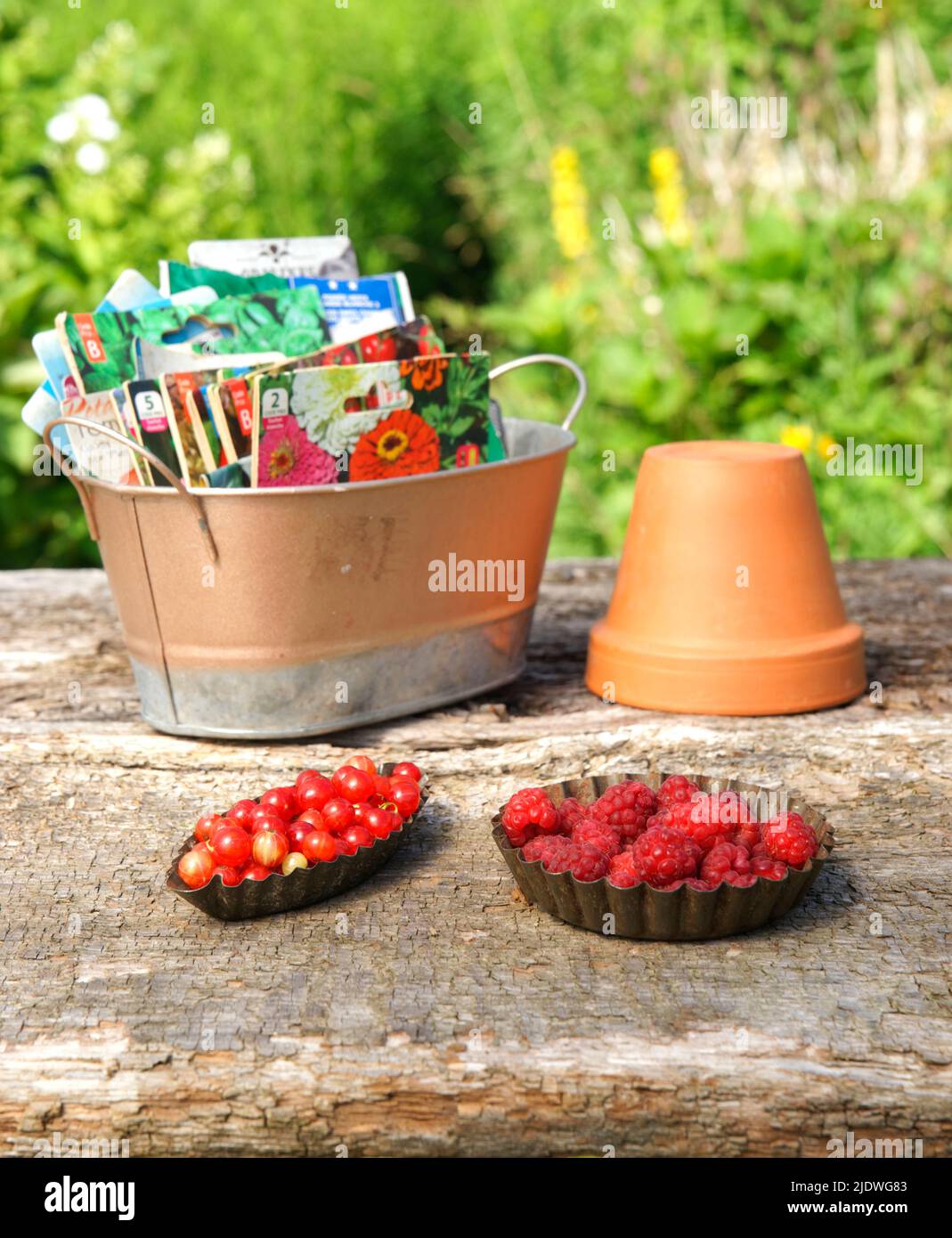 Small harvest of red berries from the vegetable garden : currants and raspberries Stock Photo
