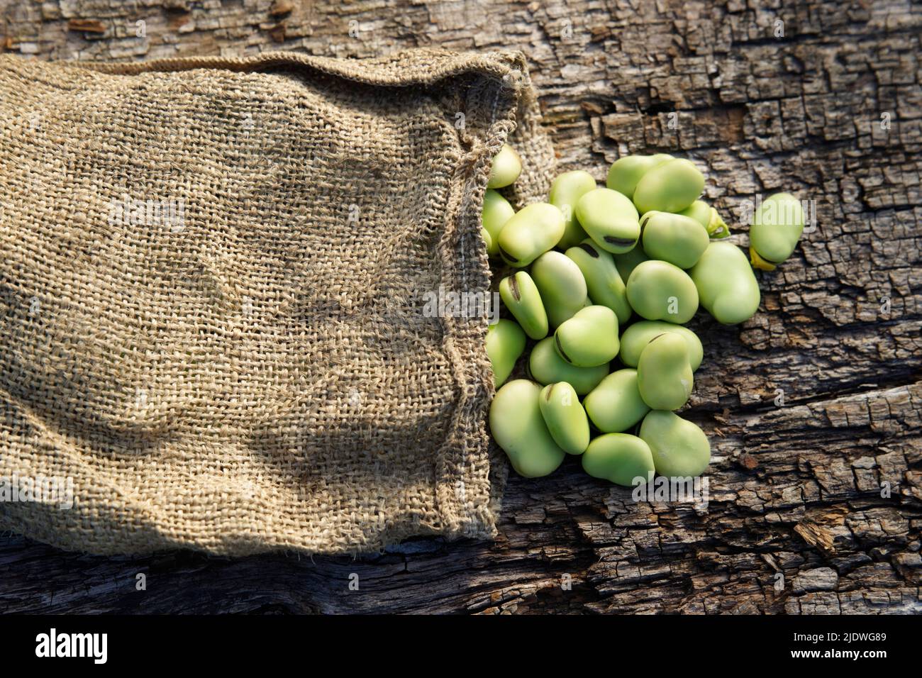 Harvested fava beans (Vicia faba) in a vegetable garden. Stock Photo