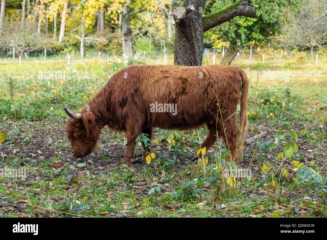 scottish highland cattle with brown fur cares for vegetation on a meadow in a nature reserve in southern germany Stock Photo