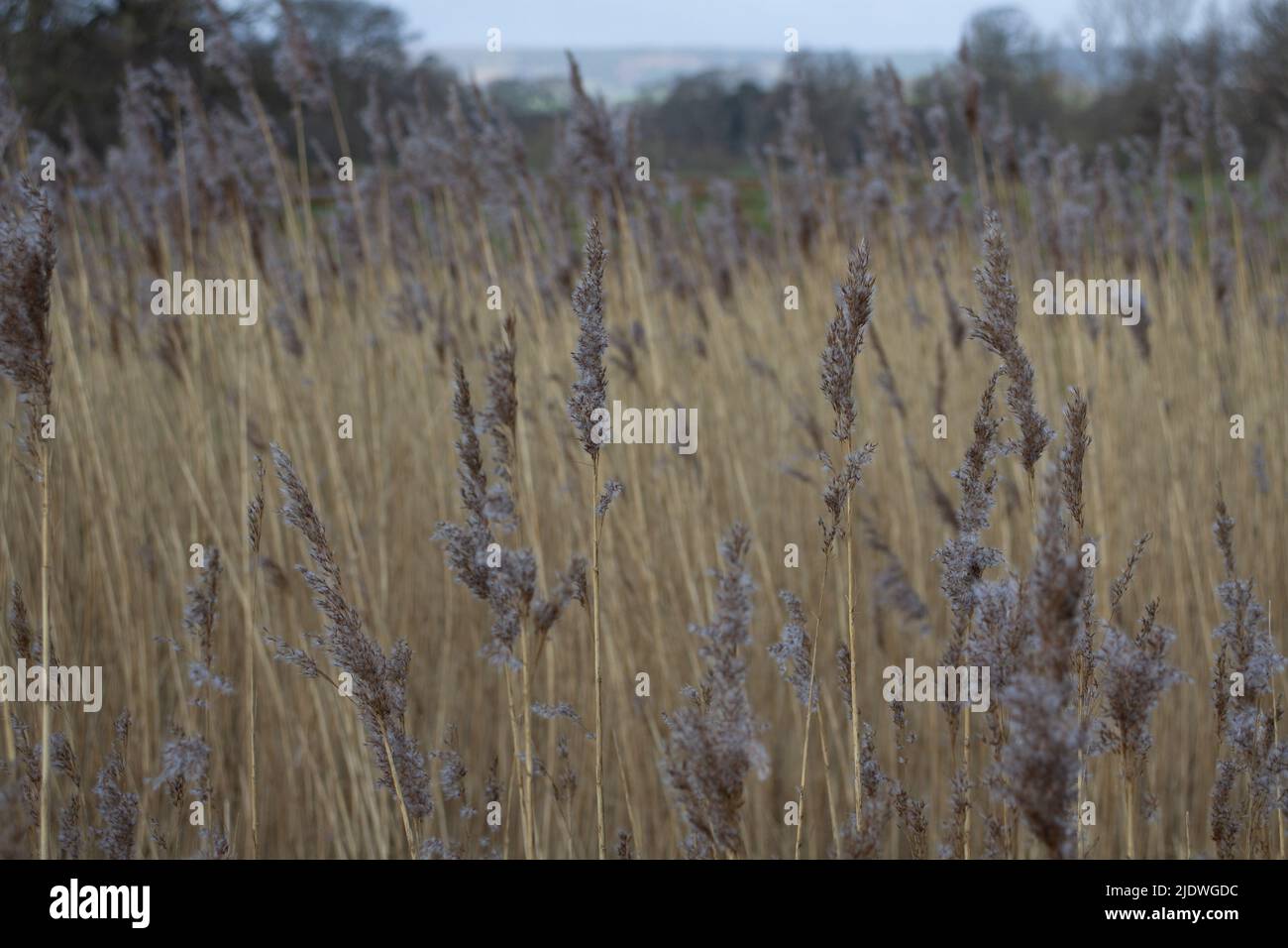 common reed growing with seed heads Stock Photo Alamy