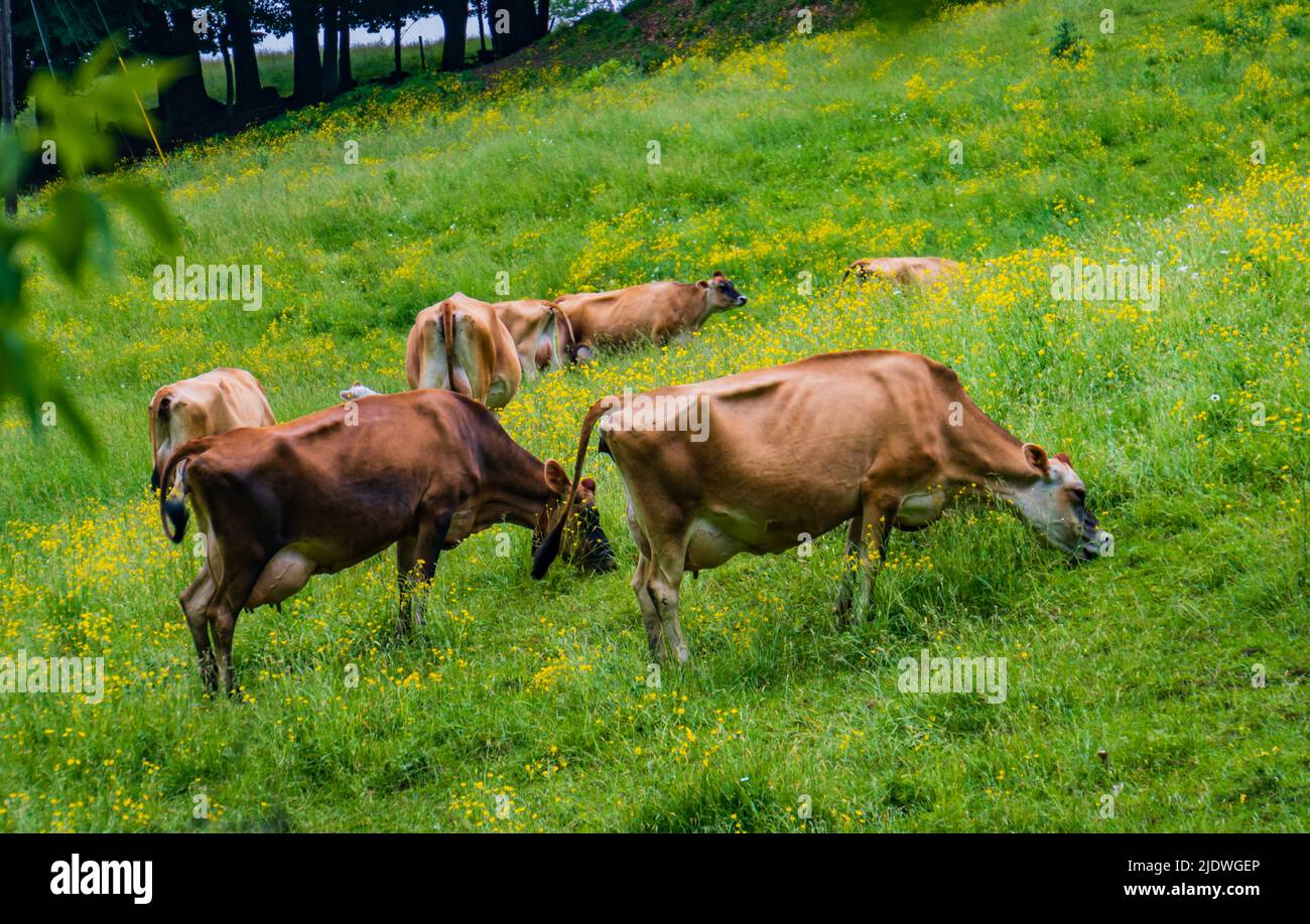 dairy cows grazing on a hillside in spring Stock Photo