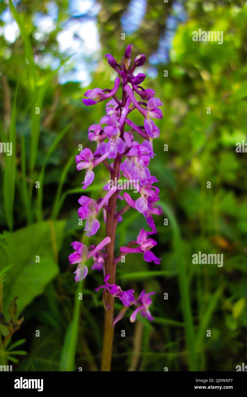 Early Purple Orchid (Orchis mascula) flower isolated on a natural green background Stock Photo