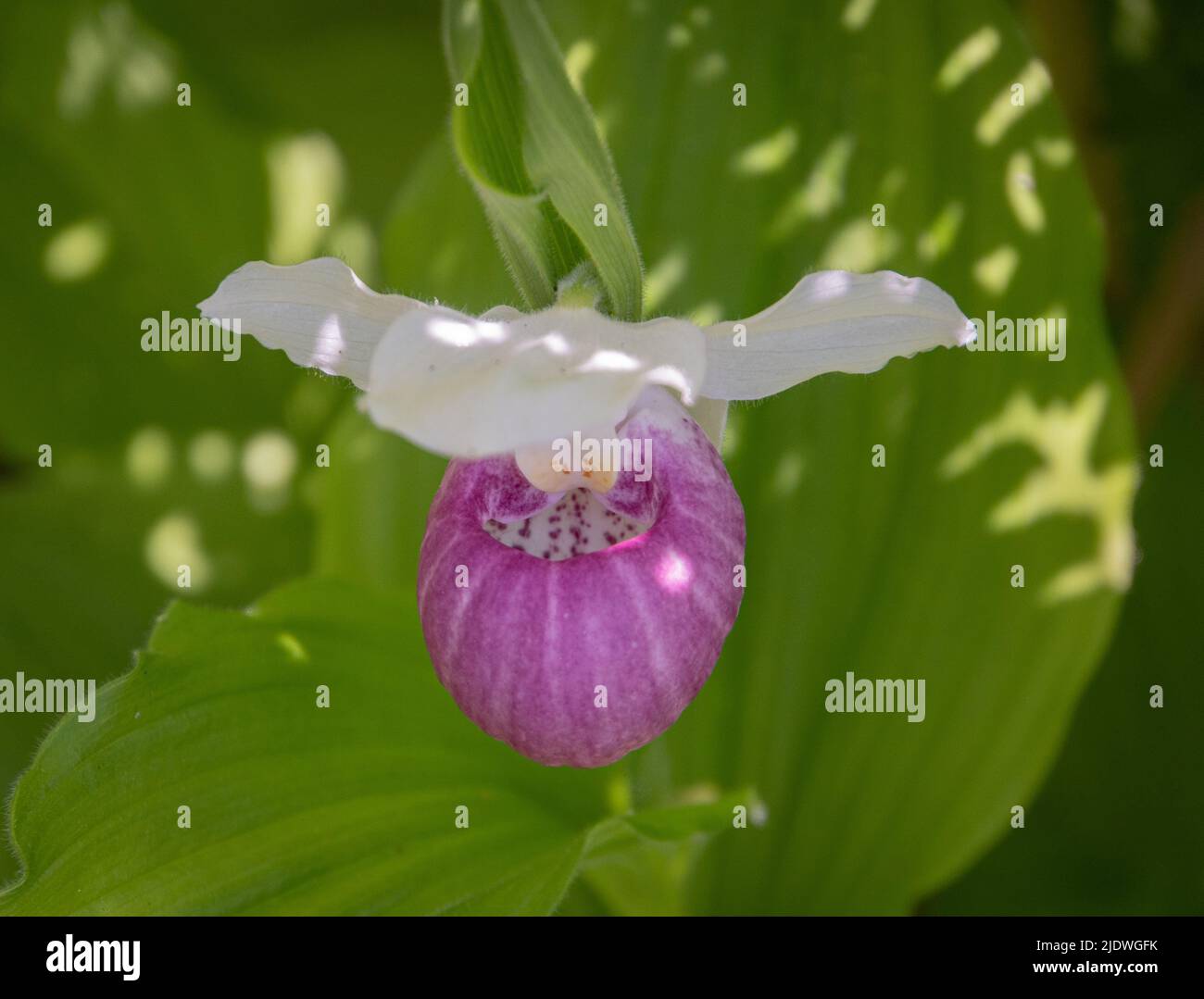 showy Lady Slipper orchids in bloom in a natural bog in spring in Vermont Stock Photo