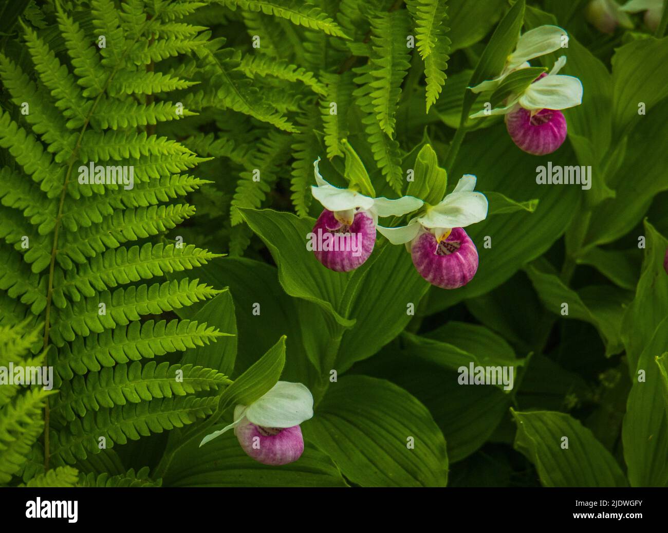 showy Lady Slipper orchids in bloom in a natural bog in spring in Vermont Stock Photo