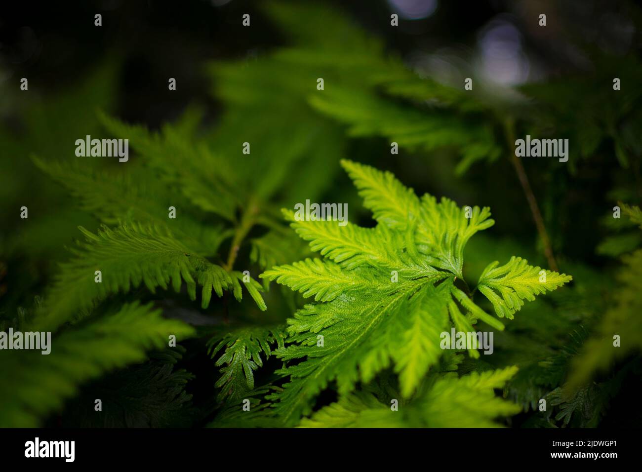 Selaginella umbrosa shady moss fern in close-up and detail. Beauty in ...