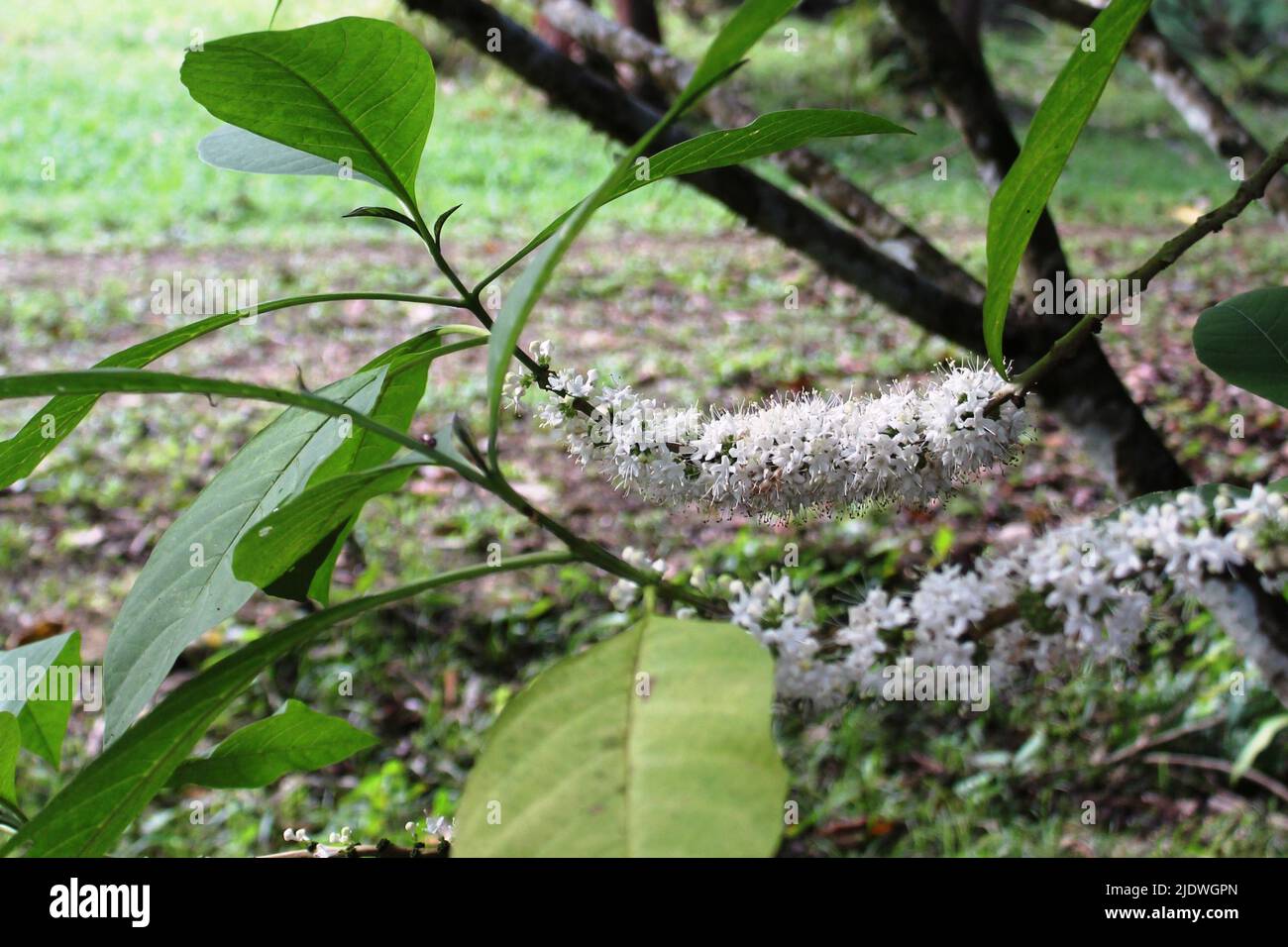 multiple white flowers of Aegiphila monstrosa isolated with a natural tropical green jungle in the background Stock Photo