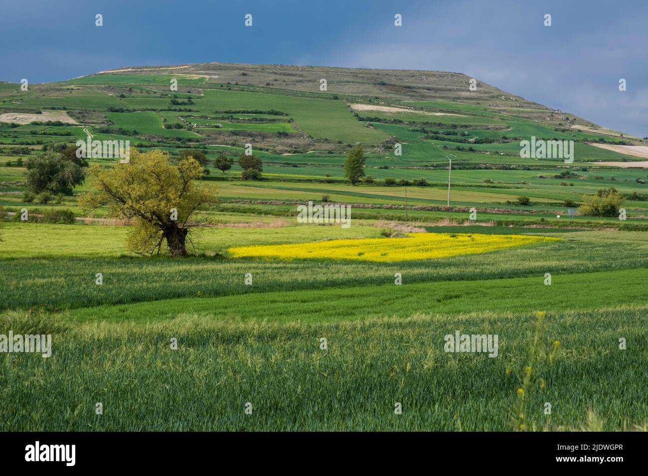 Spain, Castilla y Leon, Farmers' Fields near Castrojeriz on the Camino de Santiago. Canola in foreground. Stock Photo