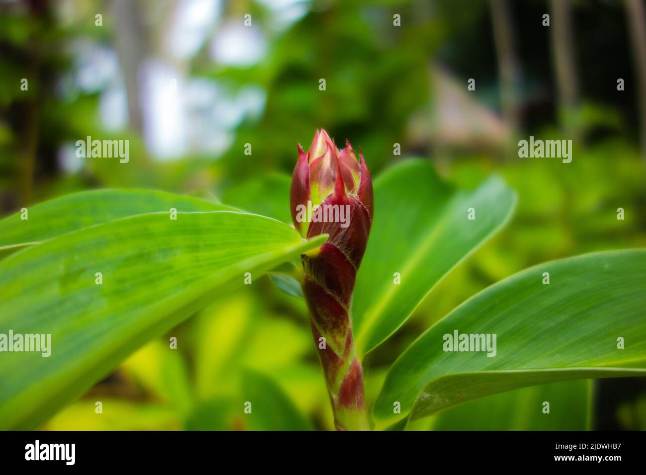 red spiral ginger bud with leaves on a natural background in Malaysia Stock Photo