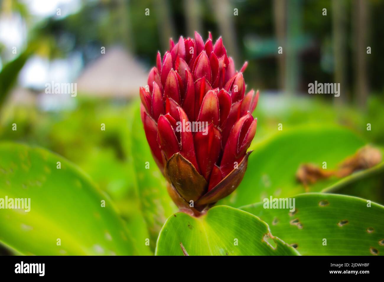 red spiral ginger seed head with leaves on a natural background in Malaysia Stock Photo