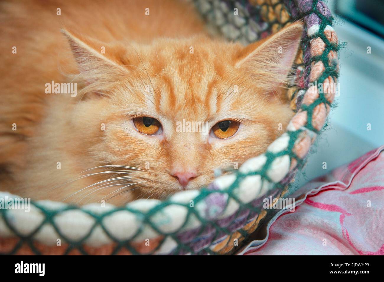 Yellow gold stray cat in rope basket Stock Photo