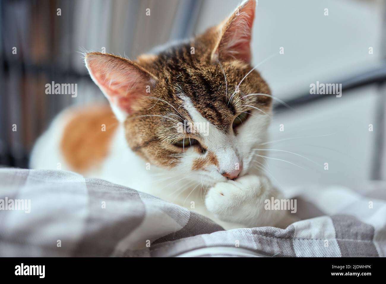 beautiful cute cat licking his paw on stylish bed with funny emotions