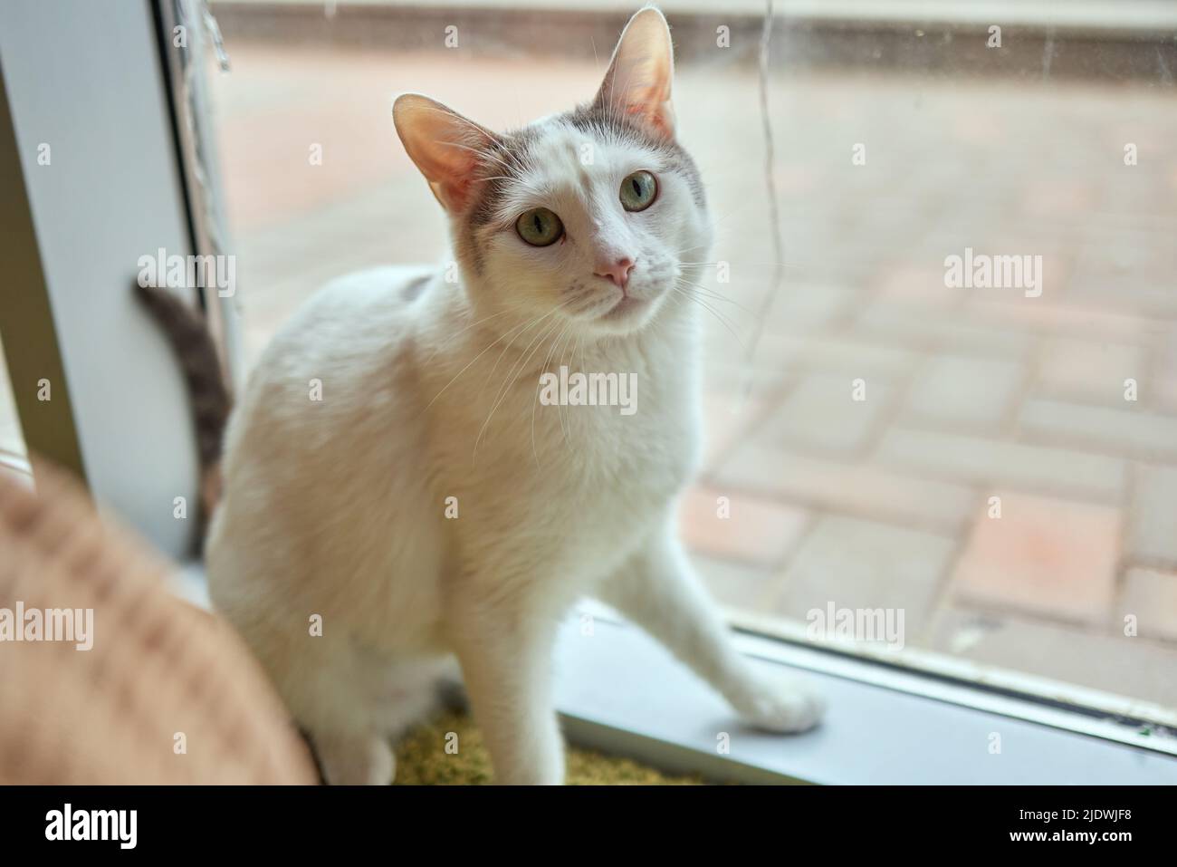 Domestic cat sitting near the window looking outside Stock Photo Alamy
