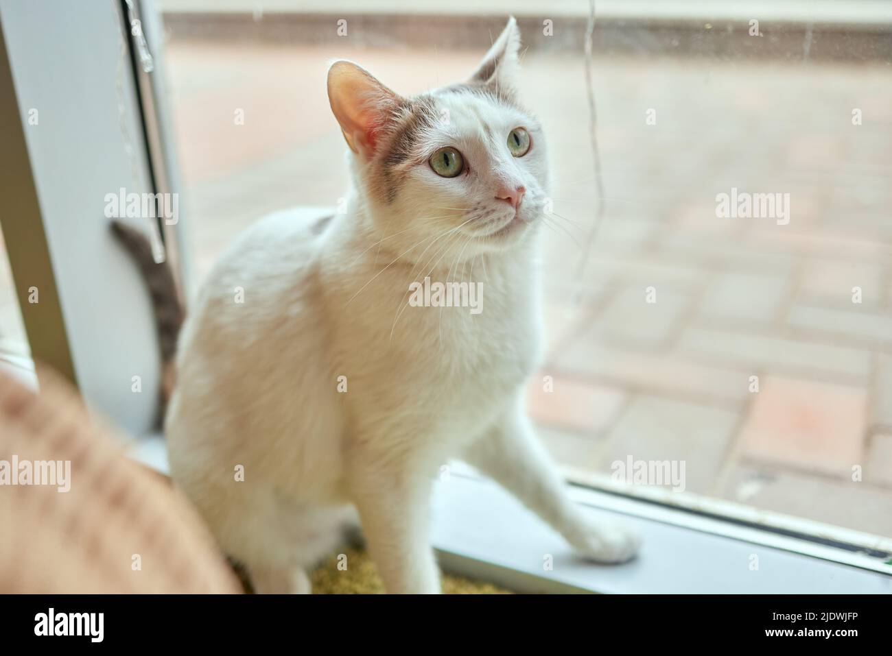 Domestic cat sitting near the window looking outside Stock Photo Alamy