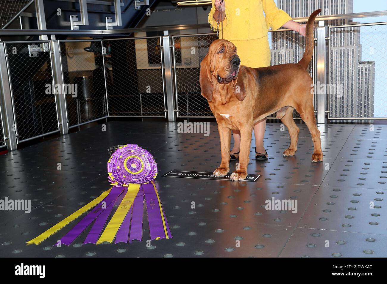 New York, NY, USA. 23rd June, 2022. Winner of Best in Show at the