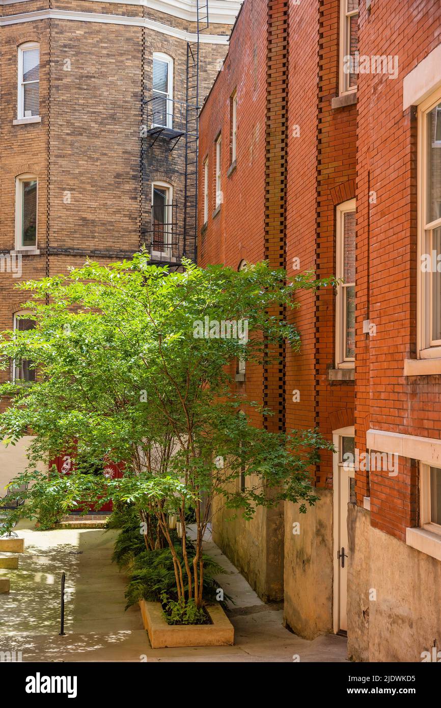 Evergreen shrubs in courtyard hires stock photography and images Alamy