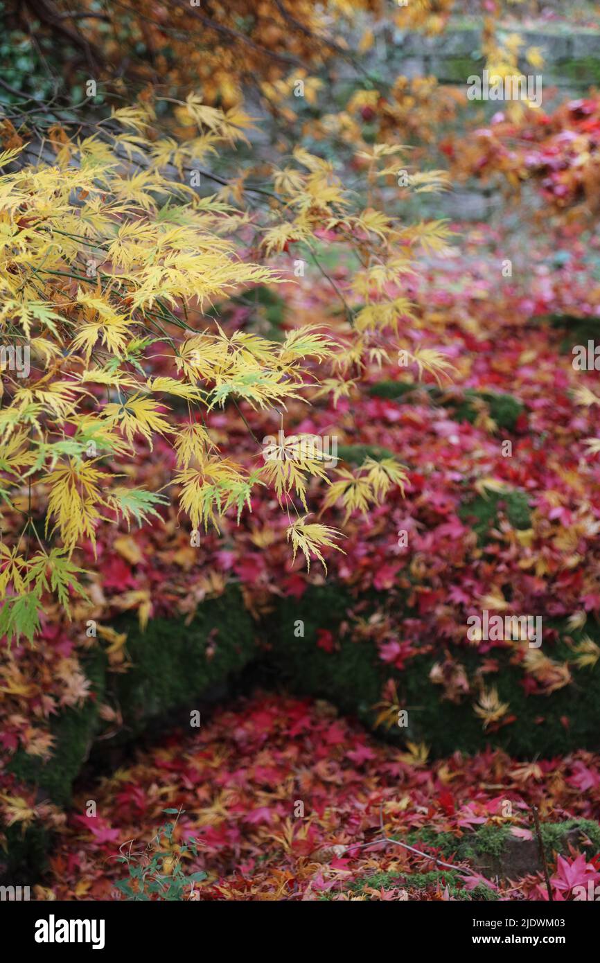 Moss maple leaves hi-res stock photography and images - Alamy