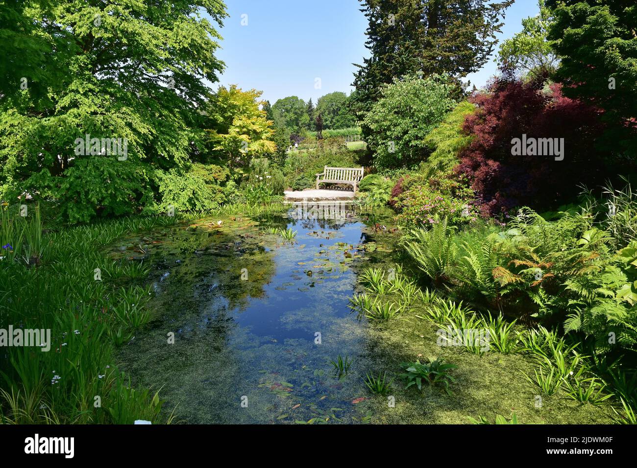 RHS Harlow Carr Gardens, pond, Harrogate, North Yorkshire Stock Photo