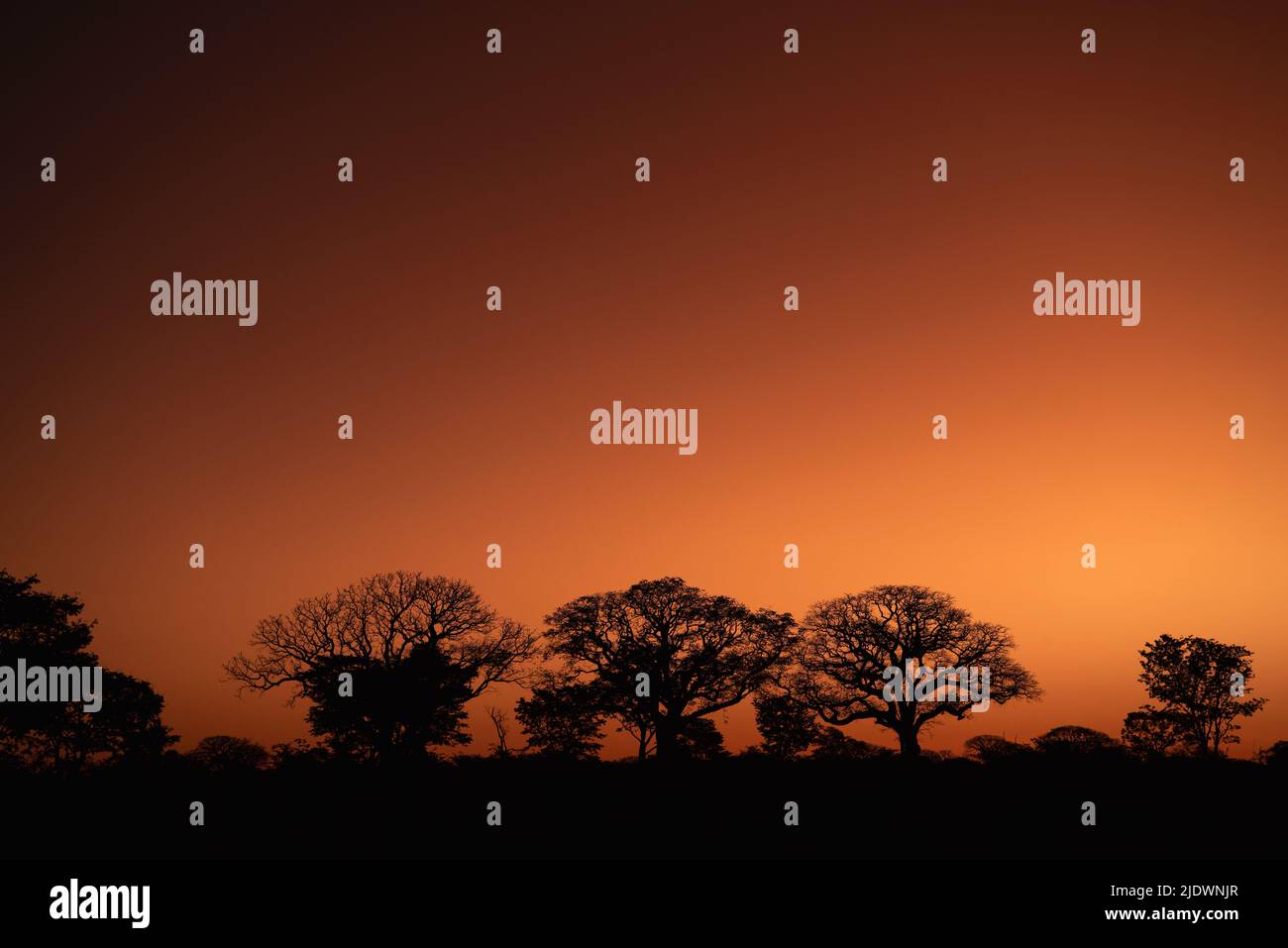 Trees silhouetted against a beautiful Botswana sunset Stock Photo