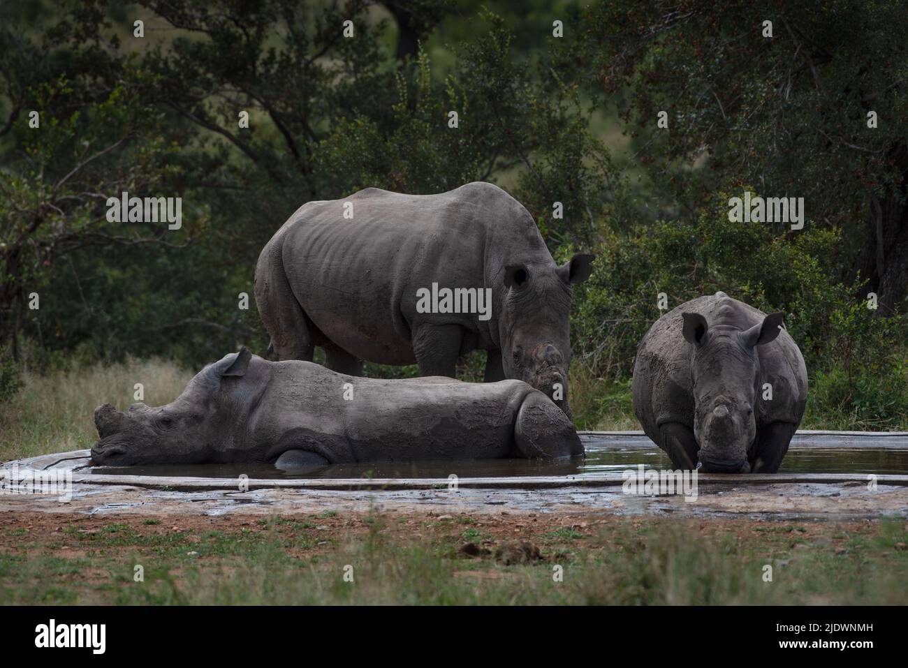 Three dehorned rhino at a drinking trough in the Kruger National Park Stock Photo