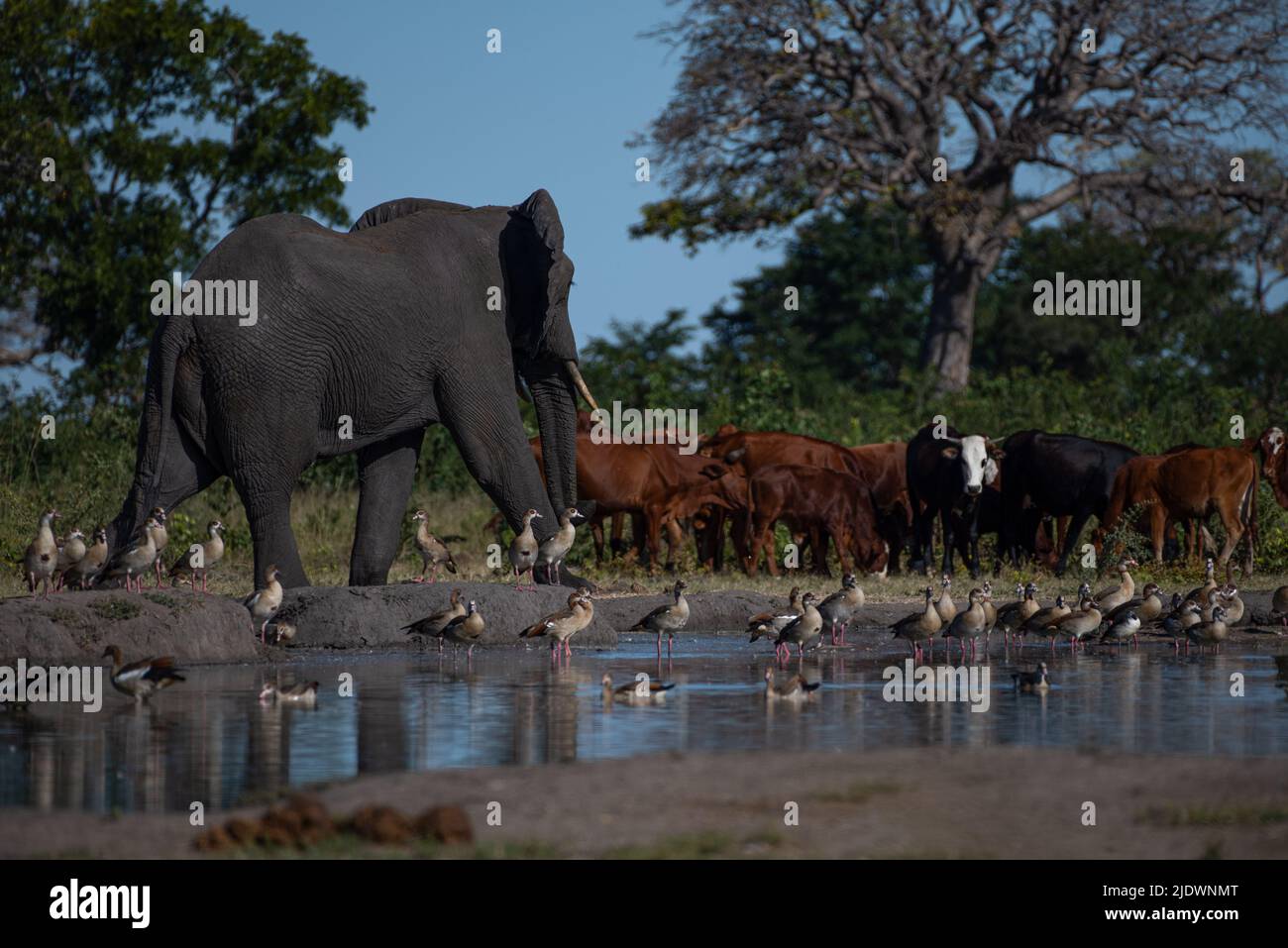An elephant interacting with cattle in Botswana Stock Photo
