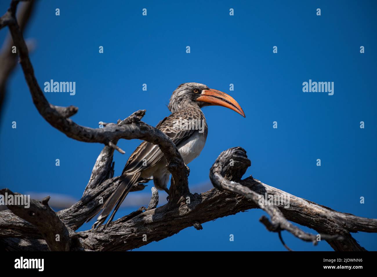 A Bradfield's Hornbill perched in a dead tree in Hwange National Park Stock Photo