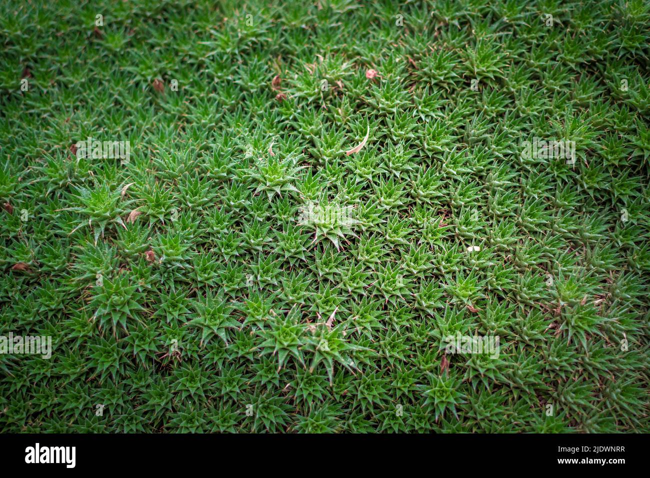 Deuterocohnia brevifolia or short-leaved bromeliad succulent plant used native to Bolivia and Argentina, used as ground cover in gardens. Stock Photo