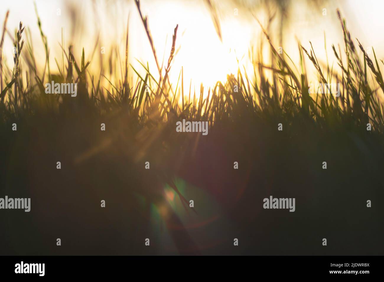 Defocused grasses and direct sunlight at sunset. Nature or environment background. Lens flares and selective focus. Stock Photo