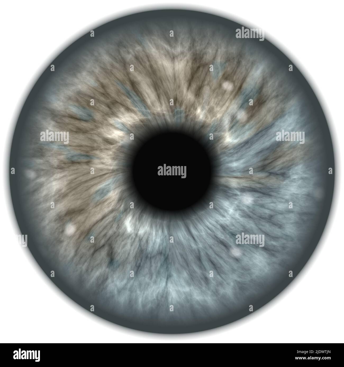 Eye, iris - Stock Image - F003/4612 - Science Photo Library