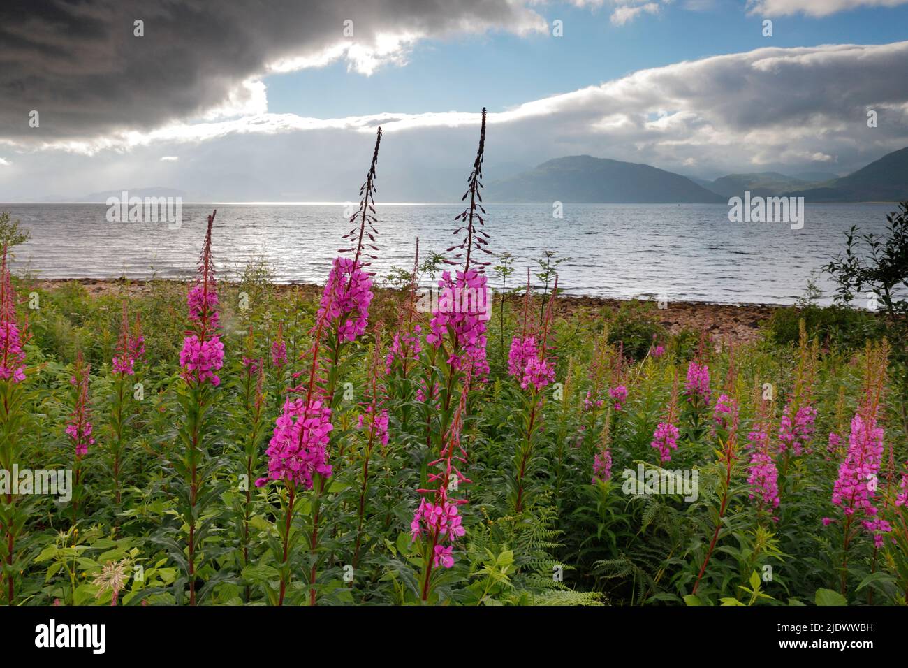 rosebay willowherb or fireweed (Latin: Chamaenerion angustifolium) (also known as Chamerion angustifolium and Epilobium angustifolium) at Loch Leven, Stock Photo