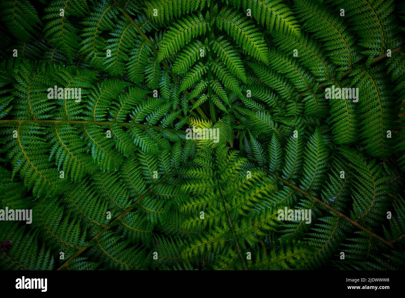 Dark and vibrant green fern leaves spreading out creating swirly natural pattern background. Dicksonia sellowiana, the xaxim, or samambaiacu or imperi Stock Photo