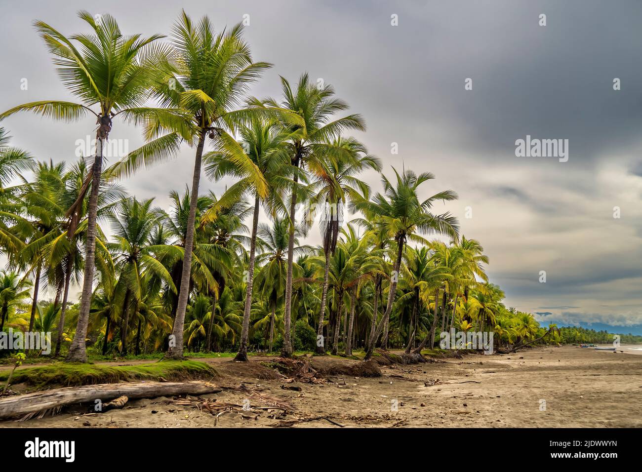 Landscape of palm trees on a fishermen's beach. Dramatic sky, a storm ...