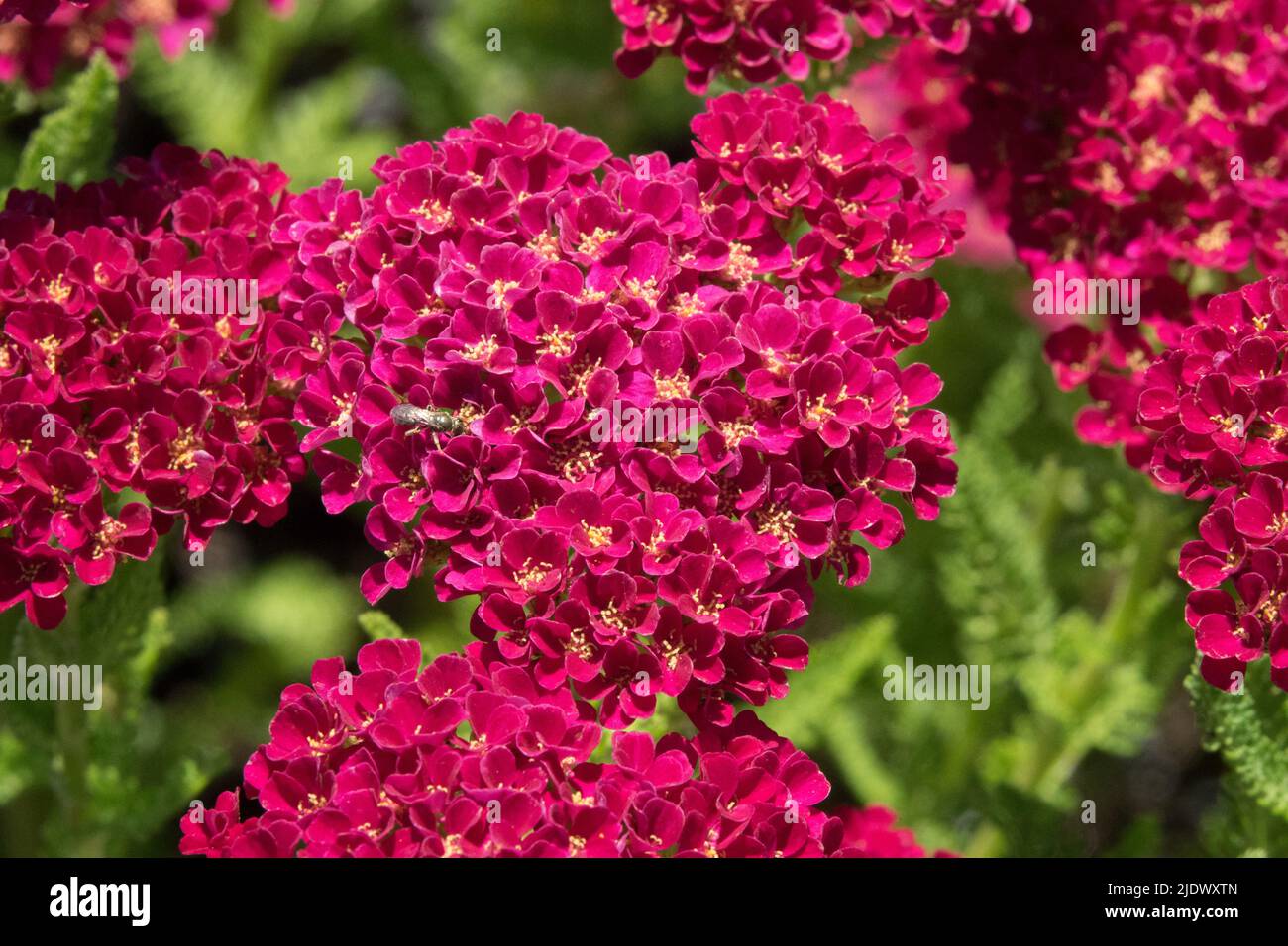 Dark violet Achillea 'Pomegranate' Series 'Tutti Frutti' Violet yarrow flowering Late spring or early summer Stock Photo