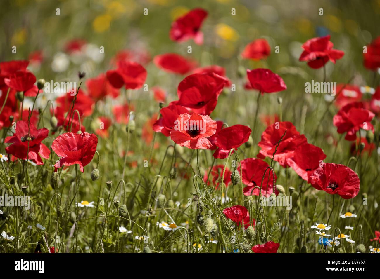 Poppys and meadow flowers Stock Photo - Alamy