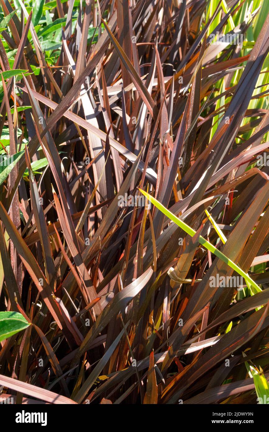 New Zealand Flax, Phormium tenax 'Amazing Red' Stock Photo
