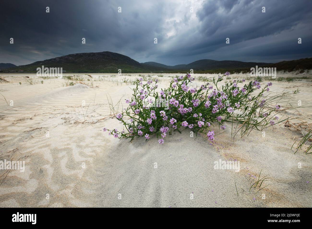 Sea Rocket - Cakile maritima - Pink and White Hebrides Wildflowers on Seilebost beach on the Isle of Harris, Western Isles, Outer Hebrides, Na h-Eilea Stock Photo