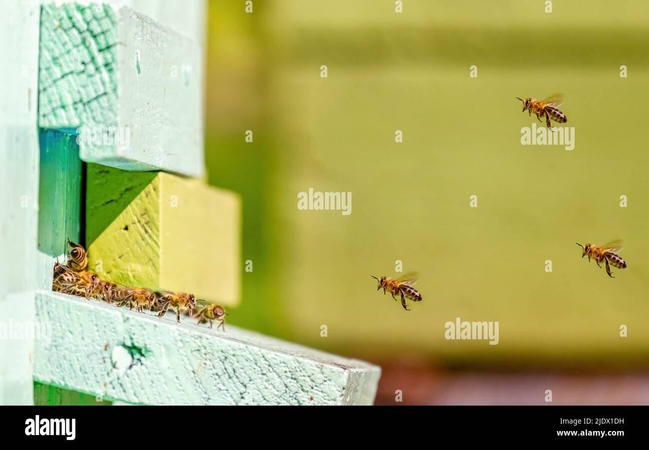 Bees fly in and out of the hive. Close-up. Sunny day Stock Photo